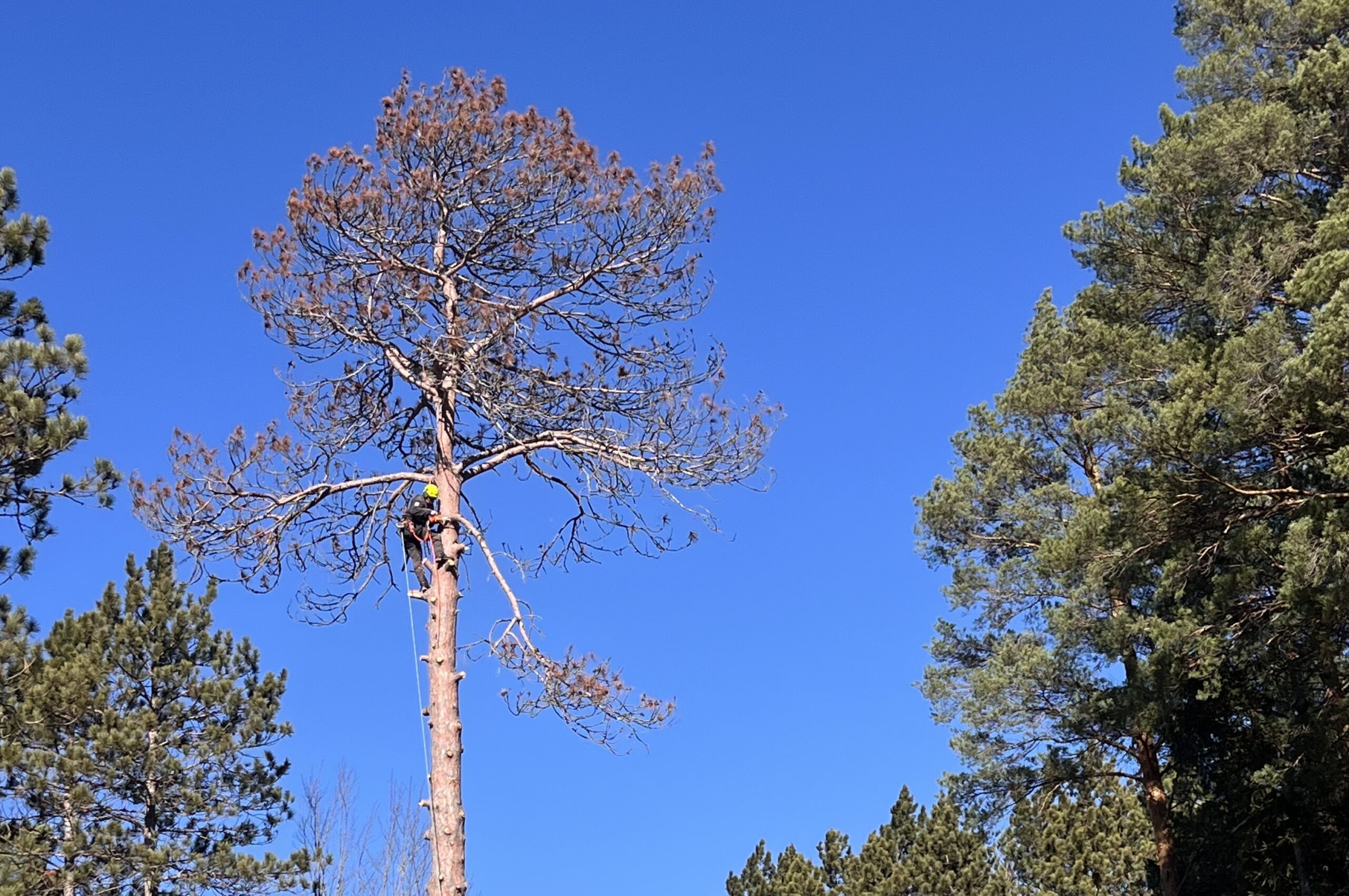 tree climber taking down red pine